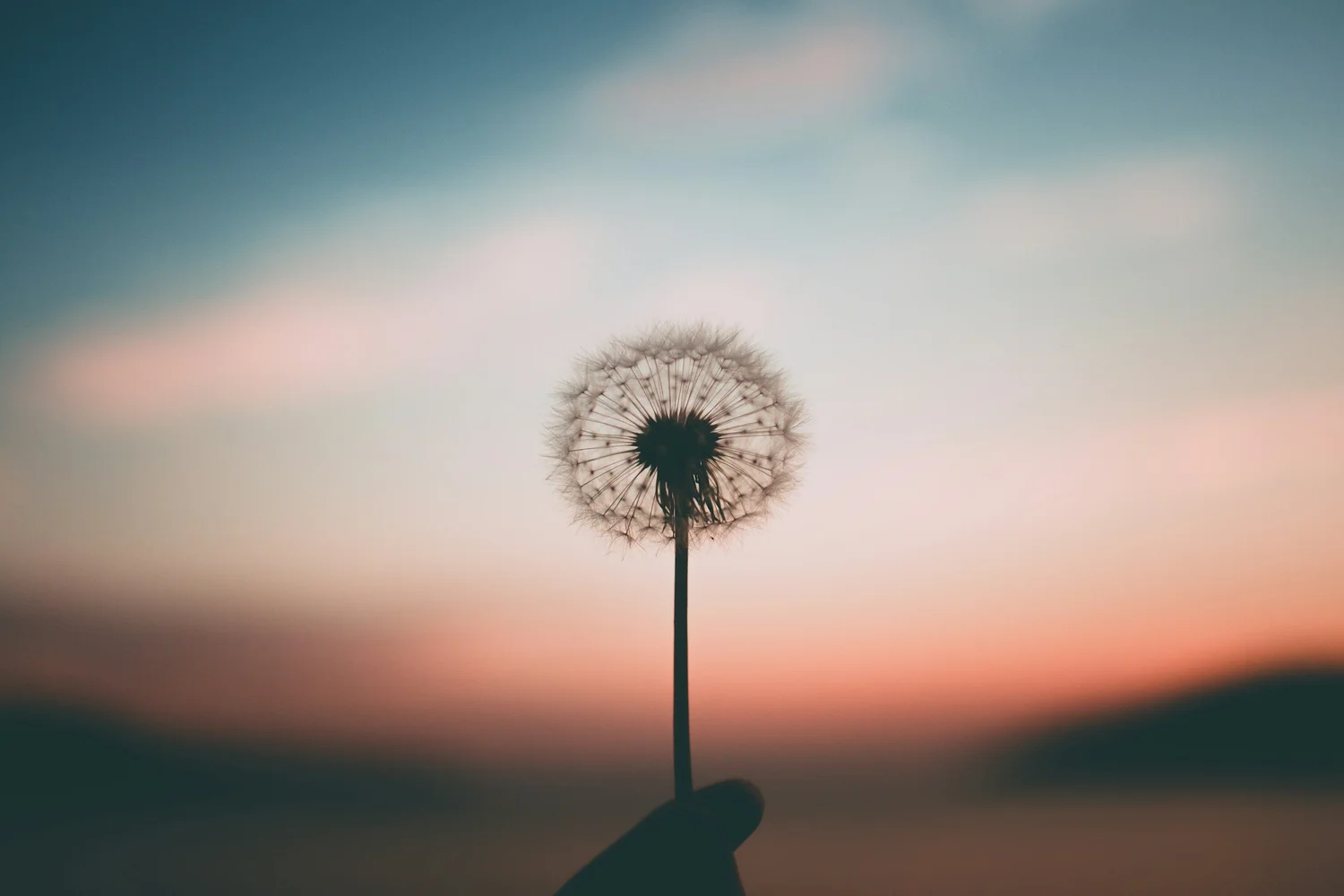 A dandelion seed head held against a pastel sky